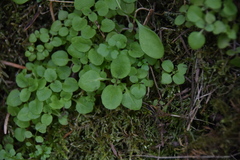 Erythranthe alsinoides