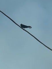 Quiscalus major