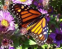 Danaus plexippus