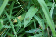 Conocephalus brevipennis