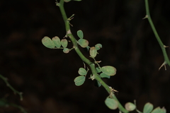 Parkinsonia texana macra