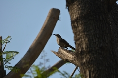 Toxostoma curvirostre
