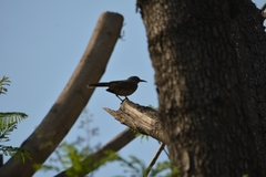 Toxostoma curvirostre