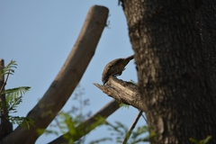Toxostoma curvirostre
