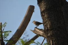 Toxostoma curvirostre
