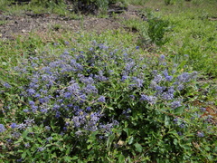 Ceanothus lemmonii