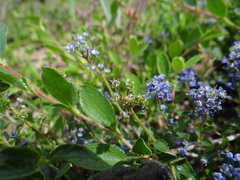 Ceanothus lemmonii