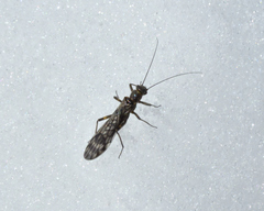 Zapada