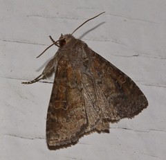 Diarsia dislocata