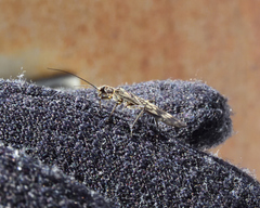 Zapada