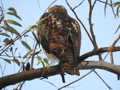 Buteo jamaicensis