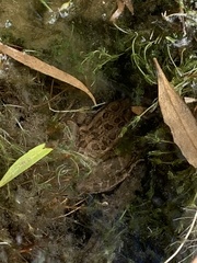 Lithobates onca