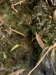 Lithobates onca