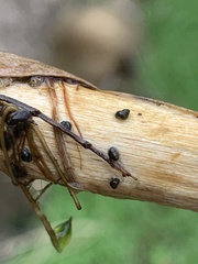 Pyrgulopsis