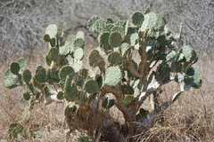 Opuntia alta