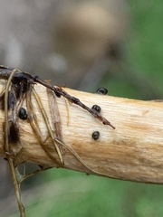 Pyrgulopsis