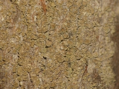 Hypocenomyce scalaris