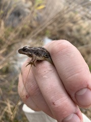Lithobates onca