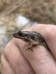 Lithobates onca