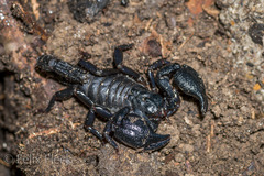 Teuthraustes gervaisii