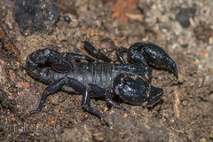 Teuthraustes gervaisii