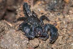 Teuthraustes gervaisii