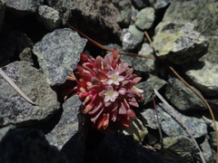 Claytonia saxosa
