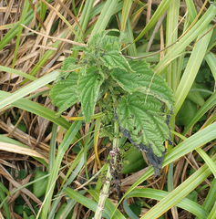 Urtica australis