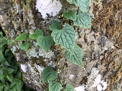 Zehneria