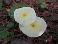Leucocoprinus fragilissimus image