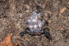 Teuthraustes gervaisii