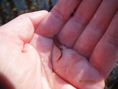 Eubranchipus neglectus