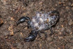 Teuthraustes gervaisii