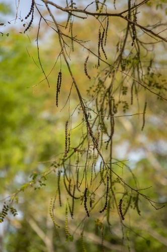 Albizia pistaciifolia