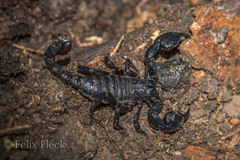 Teuthraustes gervaisii