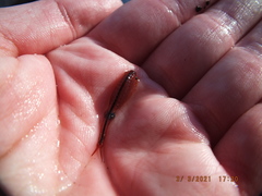 Eubranchipus neglectus