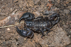 Teuthraustes gervaisii