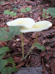 Leucocoprinus fragilissimus image
