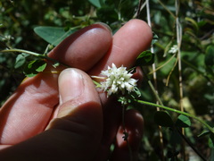 Cuscuta subinclusa