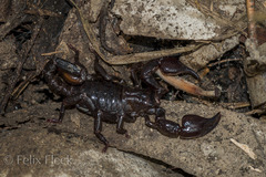 Teuthraustes gervaisii