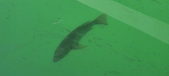 Lutjanus novemfasciatus