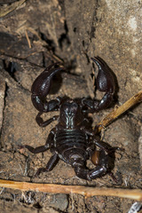 Teuthraustes gervaisii