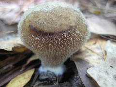 Lycoperdon pulcherrimum