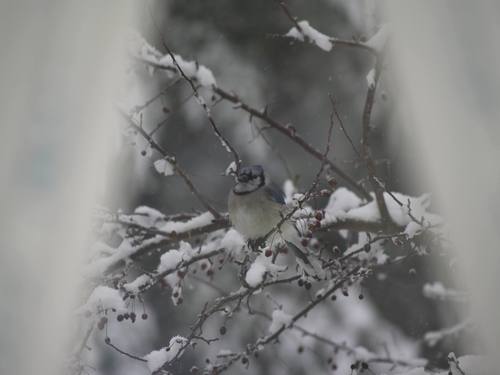 Blue Jay photographed in New Hampshire