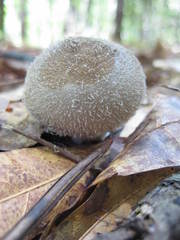 Lycoperdon pulcherrimum