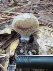 Lycoperdon pulcherrimum