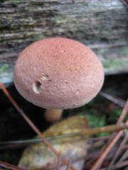 Phylloporopsis boletinoides