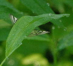 Conchylodes ovulalis