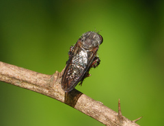 Heteropogon macerinus