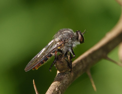 Heteropogon macerinus